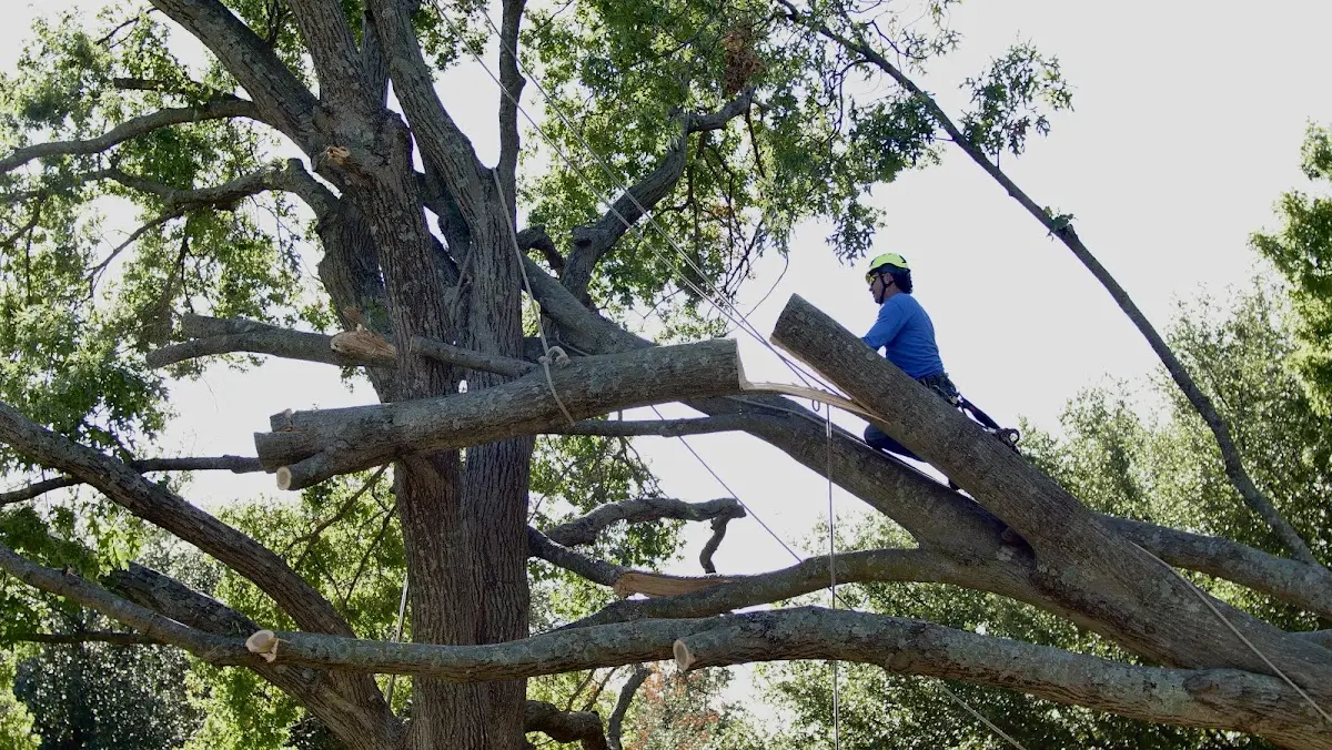Professional Crown Thinning performed by certified arborists in Martha